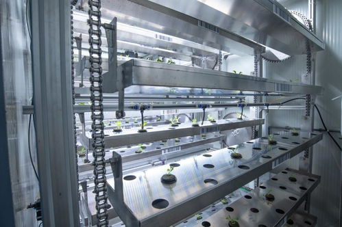 聚焦農(nóng)業(yè)科技創(chuàng)新 植物工廠種出智慧菜——重慶技術(shù)服務(wù)引領(lǐng)產(chǎn)業(yè)變革